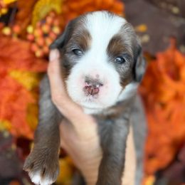 Aspen - Blue merle female Bernedoodle puppy in Murrieta, California from Brookside Bernedoodles