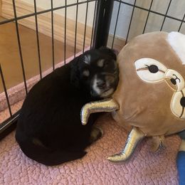 Australian Shepherd and Miniature Australian Shepherd Puppies from Integrity Aussies Tx