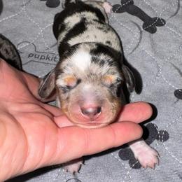 AKC Oreo - Dapple male Dachshund puppy in Knoxville, Tennessee from Thea's Puppies