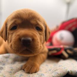 Elsa - Yellow female Labrador Retriever puppy in Carlsbad, New Mexico from ECMO Farm Dalmatians & Labrador Retrievers
