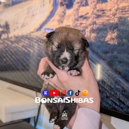 Bora - Red male Shiba Inu puppy in Minnesota from BonsaiShibas