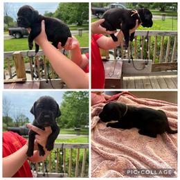 Majestic - Black female Great Dane puppy in Port Clinton, Ohio from LakeSide Danes