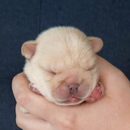 French Bulldog Puppies from Diamond Dreams French Bulldogs