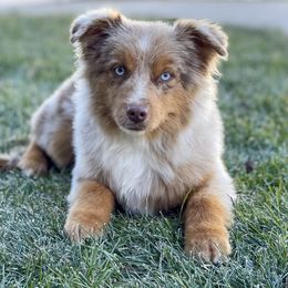 Australian Shepherd, Miniature American Shepherd, Miniature Australian Shepherd, and Toy Australian Shepherd Puppies from Painted Blue Aussies