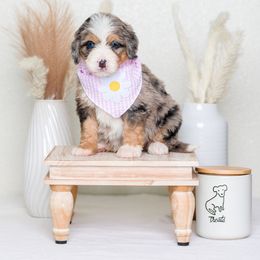 Bernedoodle Puppies from Pawsh Bernedoodles