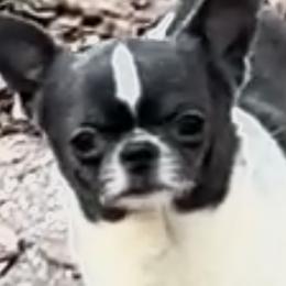 Theo - Chihuahua