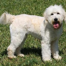 Bernedoodle, Goldendoodle, and Labradoodle Puppies from Apple Creek Doodles
