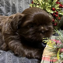 Boy 5 - Chocolate male Shih Tzu puppy in Fair Grove, Missouri from Hilltop Shih Tzus