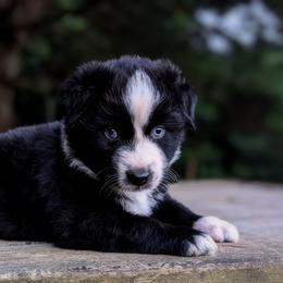 Tater - Black & white male Australian Shepherd puppy in Pomeroy, Ohio from HJ's Aussies