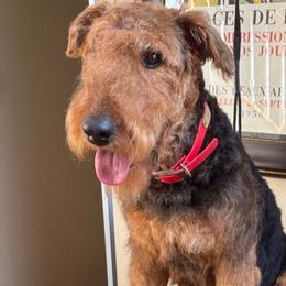 Amelia - Airedale Terrier