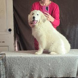 Aster- yellow collar - White and badger female Great Pyrenees puppy in Mikado, Michigan from Brittain Family Farm
