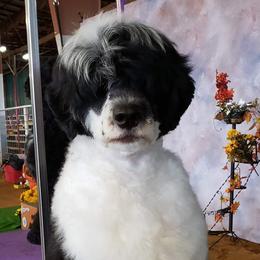 Portuguese Water Dog Puppies from Allegiance Portuguese Water Dogs