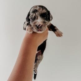 Cappi - Merle male Sheepadoodle puppy in Wabash, Indiana from DOODCompany