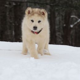 Iris - Gray and white female Alaskan Malamute puppy in Independence, Virginia from New River Valley Malamutes