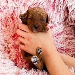 Ms Red - Red  female Goldendoodle puppy in Kissimmee, Florida from Poodle Doodle Kennels