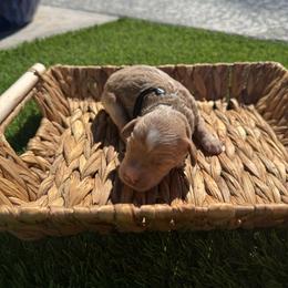 Kringle - Red  male Goldendoodle puppy in Phoenix, Arizona from Amore Doodles & Poodles
