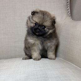 Rome - Orange sable male Pomeranian puppy in Phoenix, Arizona from Luxpomz