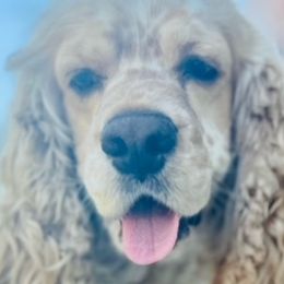 Cocker Spaniels and Golden Retrievers from Awesome Cockers!