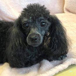 Diamond - Cavalier King Charles Spaniel