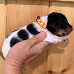 CKC Boy 1 orange - Piebald male Dachshund puppy in Grand Valley, Pennsylvania from Dachshunds on the Hill