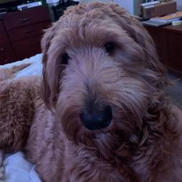 Copper - Goldendoodle