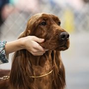 Vivian - Irish Setter