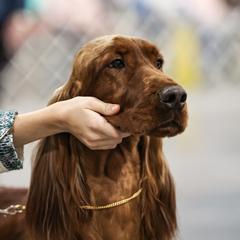 Vivian - Irish Setter