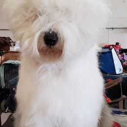 CaraMae - Old English Sheepdog