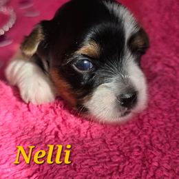 Nelli - Black tan and white female Biewer Terrier puppy in Brilliant, Ohio from ORBiT Ohio River Biewer Terriers