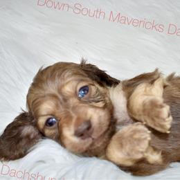 Tiny - Cream male Dachshund puppy in Seminary, Mississippi from Down South Mavericks Dachshunds