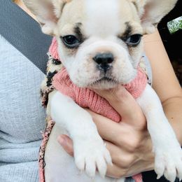 French Bulldog Puppies from Frenchie Paws