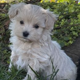 Whitley - Champagne female Maltipoo puppy in Lebanon, Kentucky from Mosaic Merle Doodles