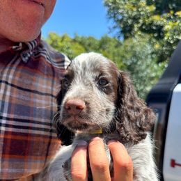 Cocker Spaniel and English Cocker Spaniel Puppies from CuttinBlue Farms