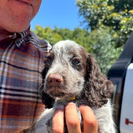 Cocker Spaniel and English Cocker Spaniel Puppies from CuttinBlue Farms
