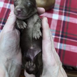 Girl 4 - Dapple female Dachshund puppy in Gouverneur, New York from Dack Dachshunds