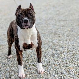 Bebe - American Pit Bull Terrier