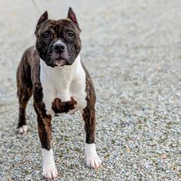 Bebe - American Pit Bull Terrier