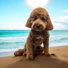 Xunni - Goldendoodle