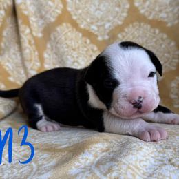 Black and White Male - Black male American Pit Bull Terrier puppy in Nine Mile Falls, Washington from Bartin Kennels