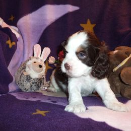 Cavachon, Cavalier King Charles Spaniel, and Cocker Spaniel Puppies from Walnut Grove Cavaliers