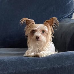Bella - Yorkshire Terrier
