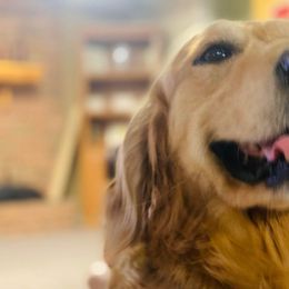 Hudson - Golden Retriever