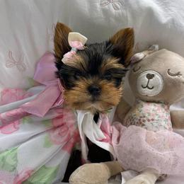 Dior - Black and gold female Yorkshire Terrier puppy in Seattle, Washington from 🎀 Yorkies Boutique Babydolls 🎀