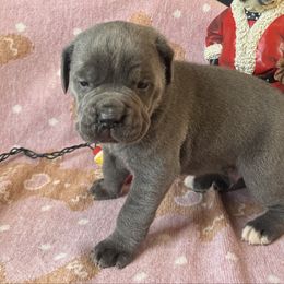 Gray male - Gray male Cane Corso puppy in Snellville, Georgia from A Really Good Kennel
