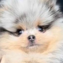French Bulldogs and Pomeranians from SW Frenchies