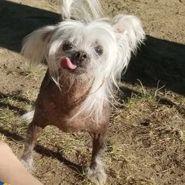 Chinese Crested All Grown Up from Pinky's Pups; Chinese Crested's Love + U