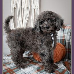 Lord - Blue merle male Bernedoodle puppy in Connersville, Indiana from Deaz Doodle Ranch