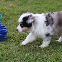 Miniature Australian Shepherd Puppies from Ridgestar Aussies