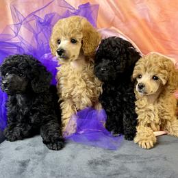 Poodle puppies from Tribal Poodles