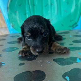 Smoke - Black and tan male Dachshund puppy in Hawley, Texas from Foxy’s Dachshunds & Toy Aussies